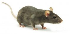 家里有老鼠怎么灭能根除，6个方法帮你解决！