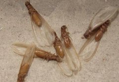 珠海白蚁防治中心提醒:春季白蚁防治大作战 警惕